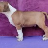 Bull Terrier Standard Bull Terrier puppies