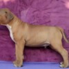 Bull Terrier Standard Bull Terrier puppies
