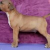 Bull Terrier Standard Bull Terrier puppies