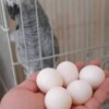 African Grey Parrot Fertile Parrot Eggs For Sale