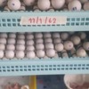 African Grey Parrot Fertile Parrot Eggs For Sale