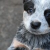 Australian Cattle Dog Australian cattle dog puppies