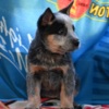 Australian Cattle Dog Australian cattle dog puppies