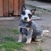 Australian Cattle Dog Australian cattle dog puppies