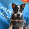 Australian Cattle Dog Australian cattle dog puppies