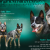 Australian Cattle Dog Australian cattle dog puppies