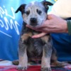 Australian Cattle Dog Australian cattle dog puppies