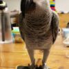 African Grey Parrot Pair of African Grey Parrots