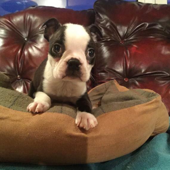 Boston Terrier, Boston Terrier Puppies, Dogs, for Sale, Price