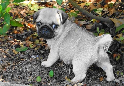 pug puppies for sale under 500