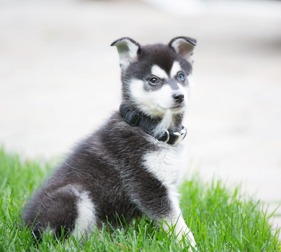 Alaskan Klee Kai Puppies, dogs, Buy or For Sale, price