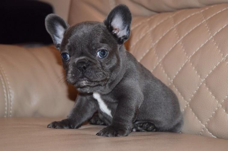 33 Best Photos Blue English Bulldog Puppies Price : Blue Tri Merle Girl English Bulldog Puppy | Welcome To ...