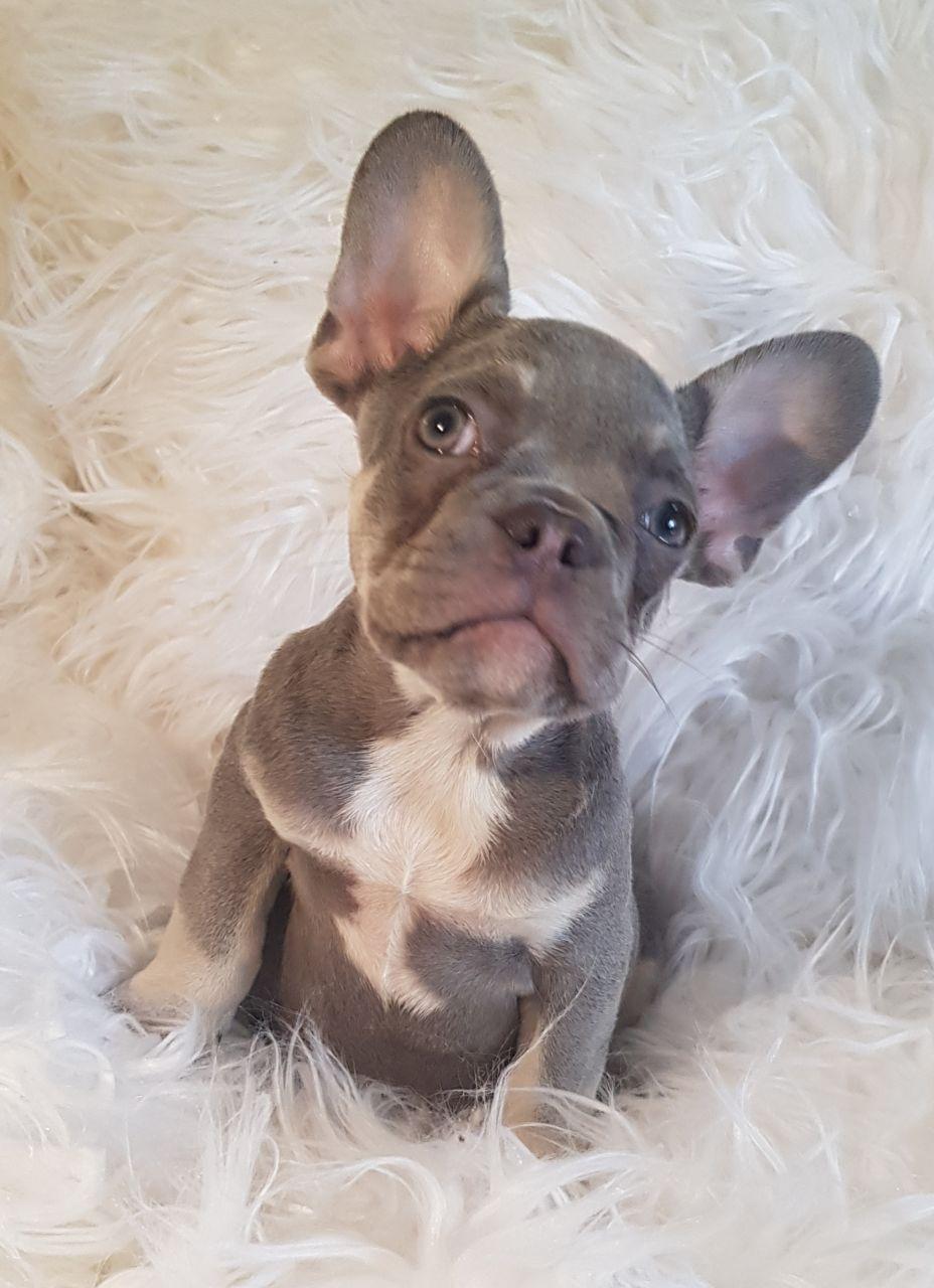 French Bulldog, HEALTHY AND 12 WEEKS OLD FRENCHIES PURE BREED, Dogs ...