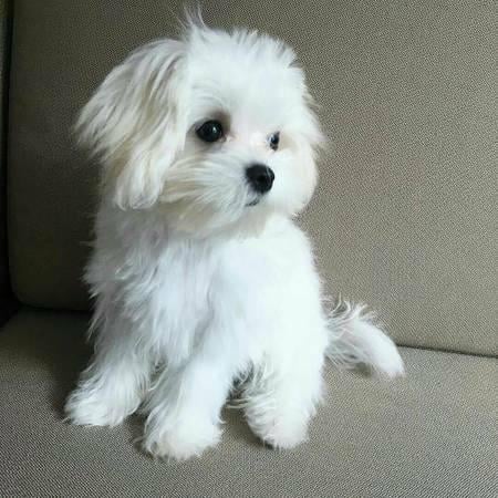 teacup maltese puppies for sale under 300