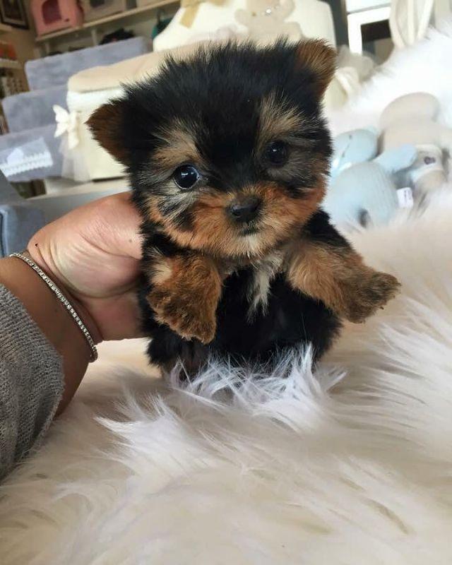 Yorkshire Terrier, Full Teacup Yorkie Puppy!, Dogs, for Sale, Price