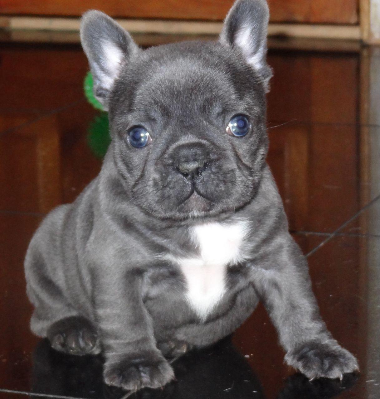 French Bulldog, Blue Frenchies bulldog puppies for Xmas dont mist Text ...