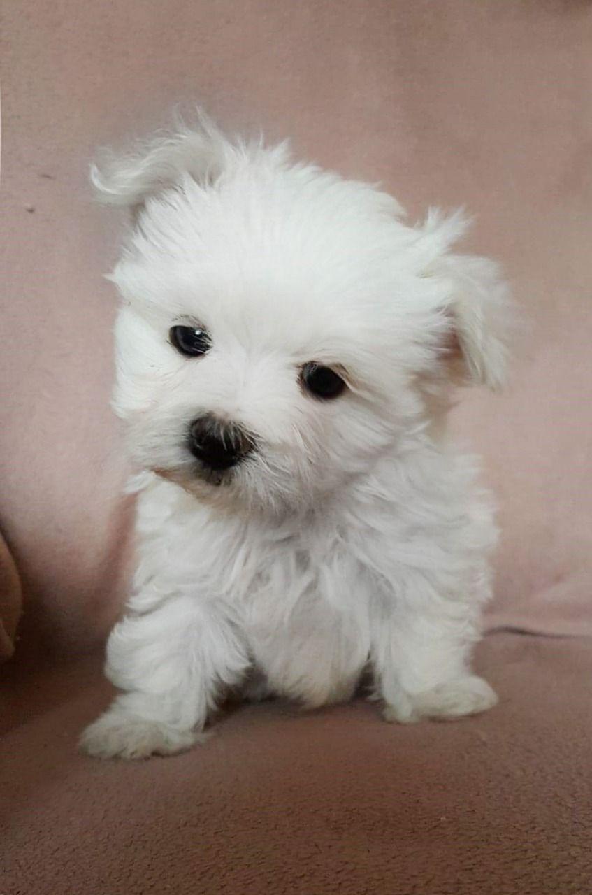 Maltese, Gorgeous Teacup Maltese Puppies, dogs, for Sale, Price