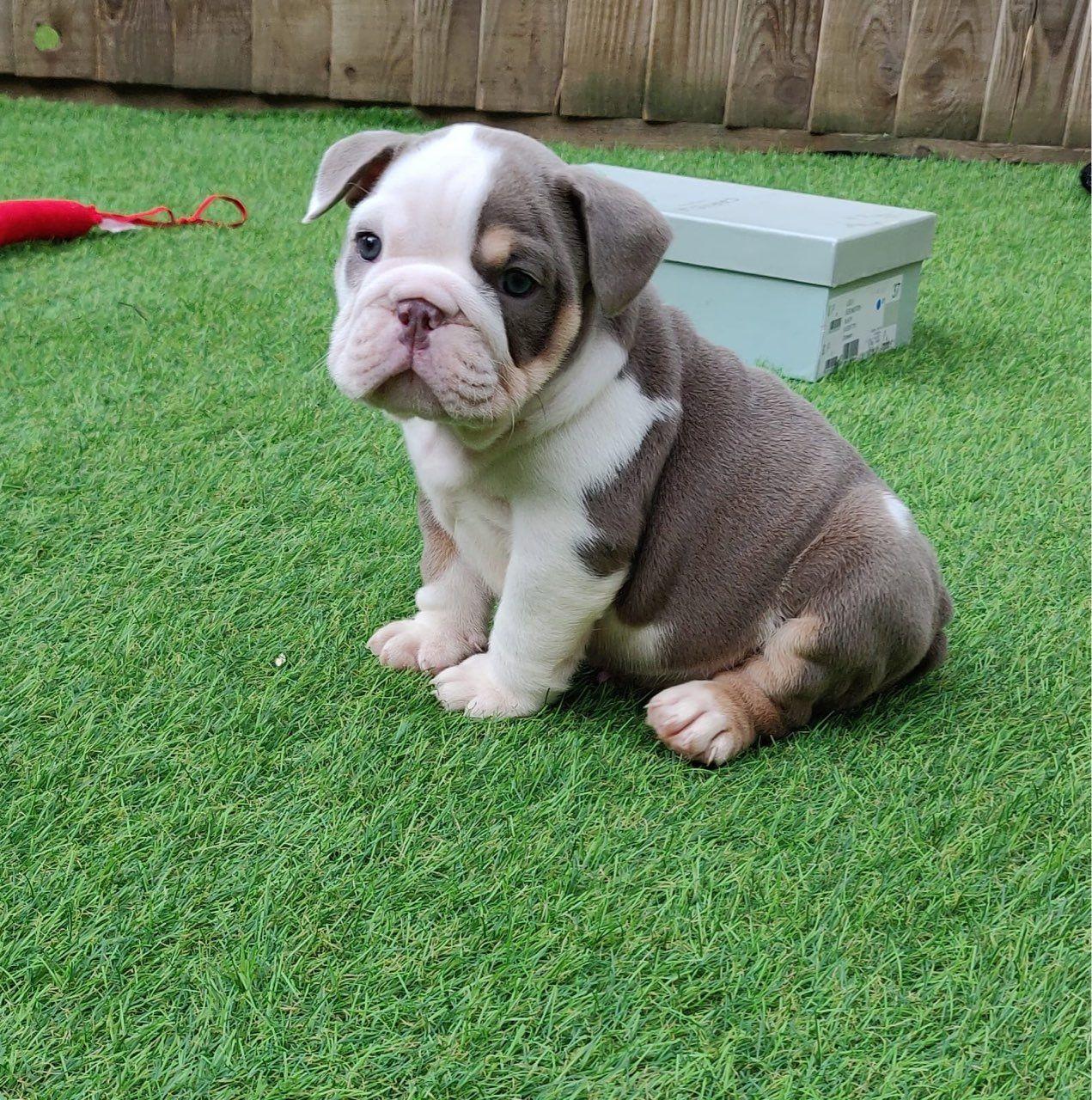  Old English Bulldog Puppies For Sale Near Me in the world Learn more here 