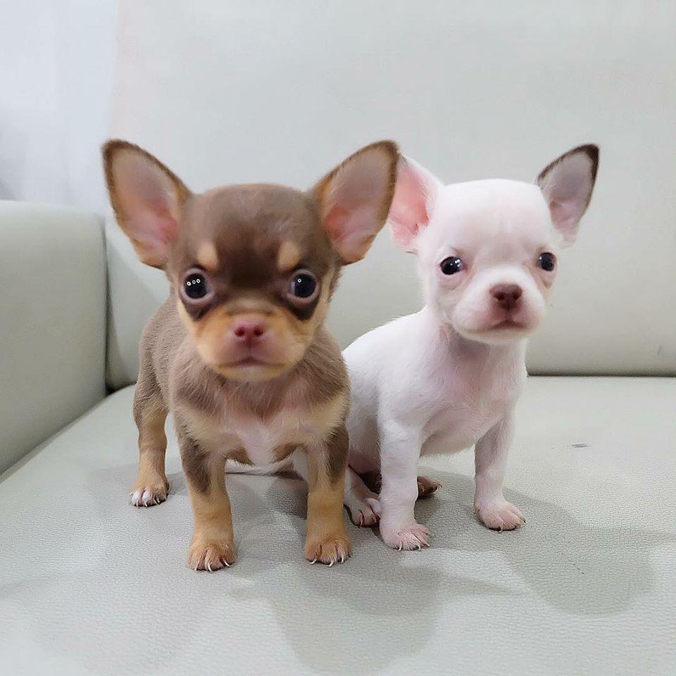 Chihuahua, Teacup Chihuahua Puppies For Sale Text (713) 510-3006, Dogs
