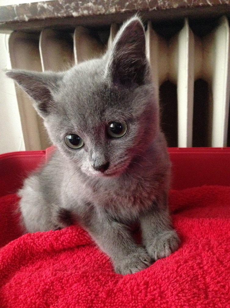 Russian Blue, Cute and Loving Russian Blue Kittens for sale, Cats, for ...