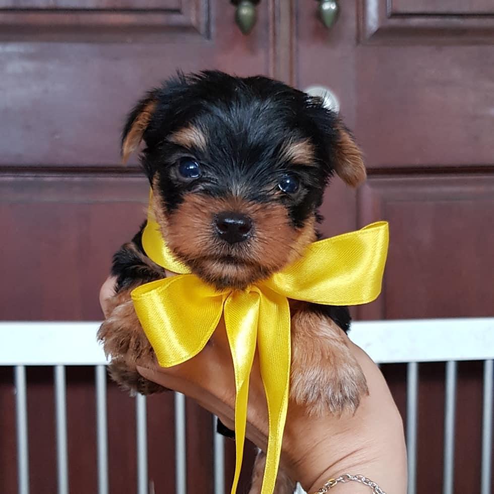 Yorkshire Terrier, Teacup Yorkie puppies available for new ...
