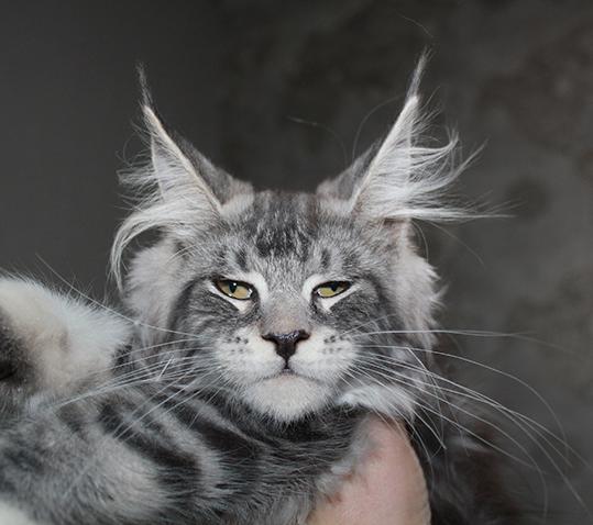 russian maine coon for sale