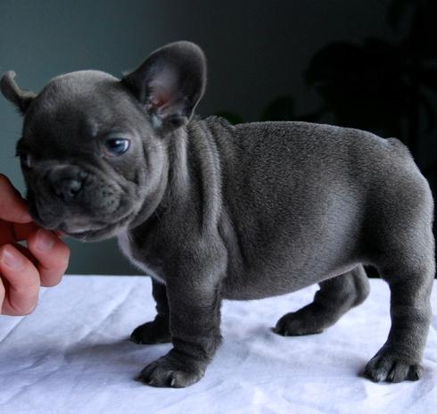 AKC Mini Blue French Bulldogs, Dogs, for Sale, Price
