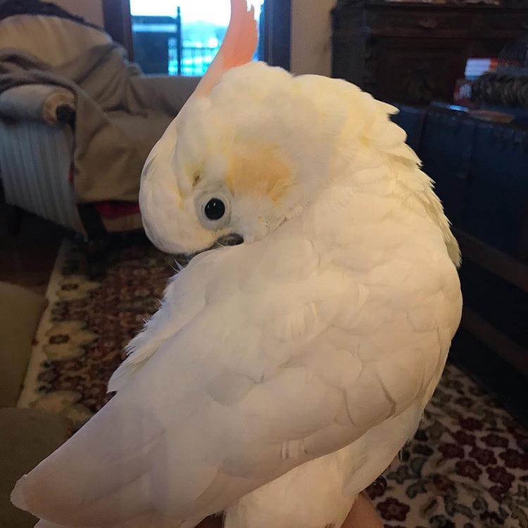 goffin cockatoo male or female