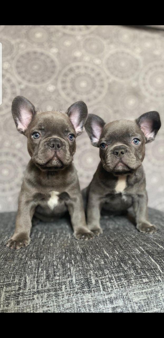 French Bulldog, Blue Merle French Bulldog Puppies, Dogs, for Sale, Price