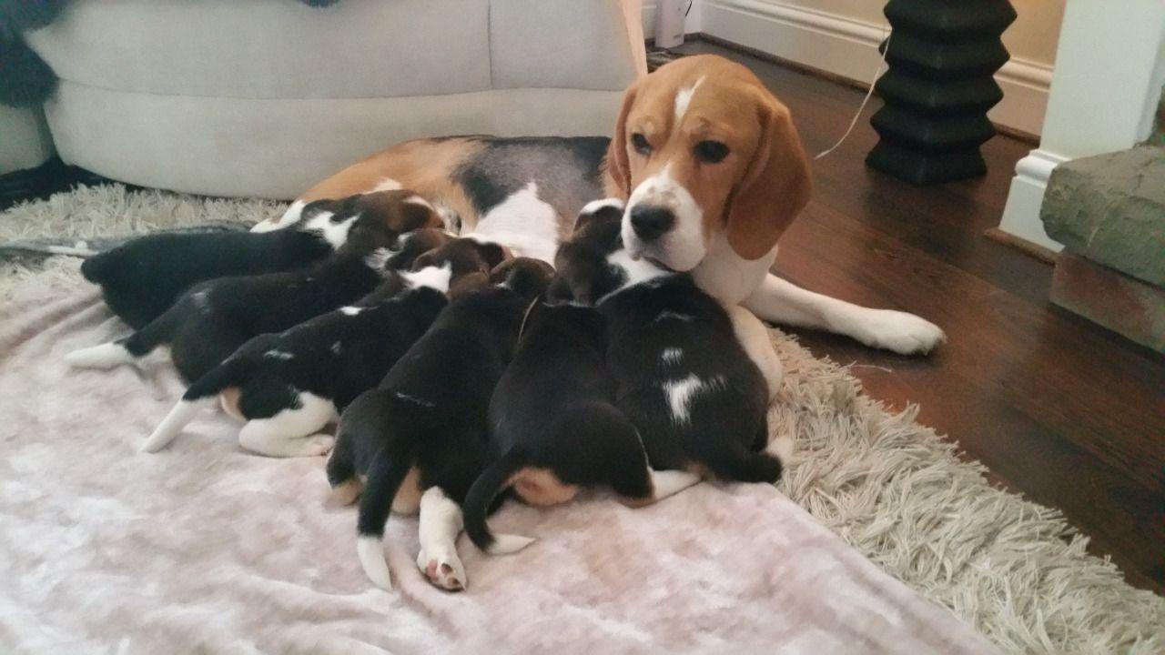Download Beagle, Beautiful Beagle Pups Available now, Dogs, for ...