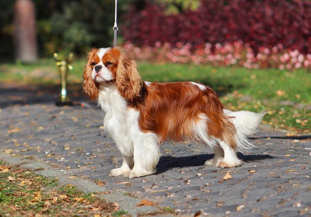 king charles cavalier for sale