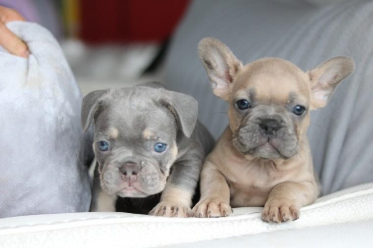 45 Best Pictures French Bulldog Price California - Akc French Bulldog Puppies for Sale in Simi Valley ...