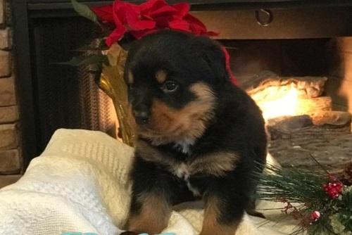 Rottweiler, Courageous Rottweiler pups for sale, Dogs, for