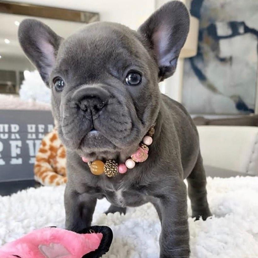 Great French Bulldog Prices By Color  Learn more here 
