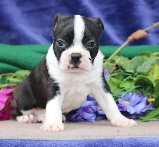 Boston Terrier, Beautiful AKC Boston Terrier puppies, Dogs, for Sale, Price