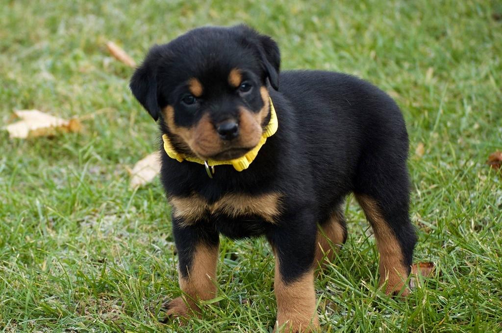 Rottweiler, Rottweiler Puppy For Sale, Dogs, for Sale, Price