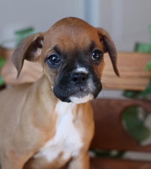 boxer puppies for sale near me