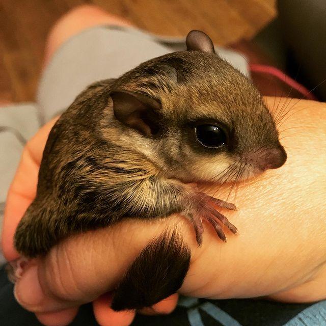 Flying squirrels, Exotic animals, for Sale, Price