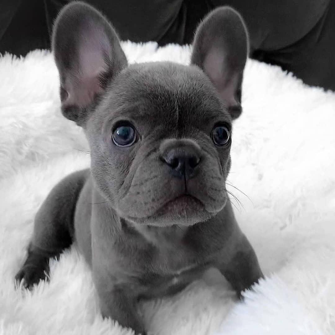 67+ Price For A French Bulldog Puppy Pic - Bleumoonproductions