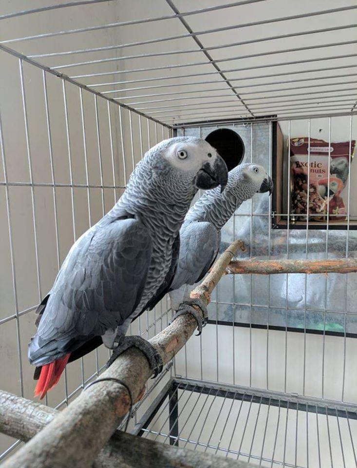 parrot rescue birds for sale in chicago area