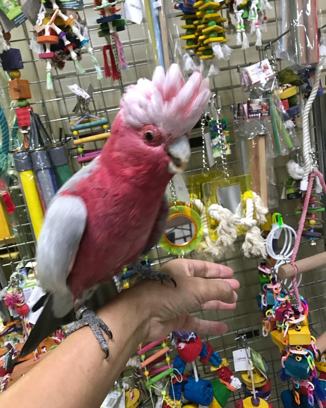 cockatoo bird for sale