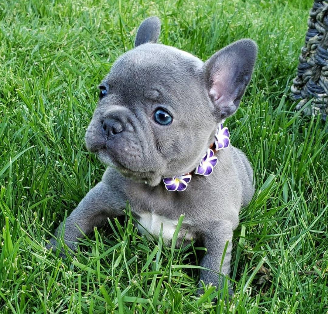 French Bulldog, AKC French Bulldog Puppies Now Available., Dogs, for ...
