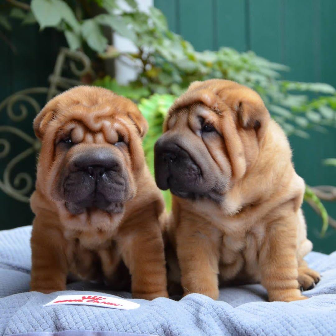 Shar Pei, AKC registered healthy sharpei, Dogs, for Sale, Price