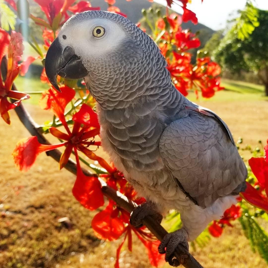 African Grey Parrot African Grey Parrots For Sale Birds For Sale Price