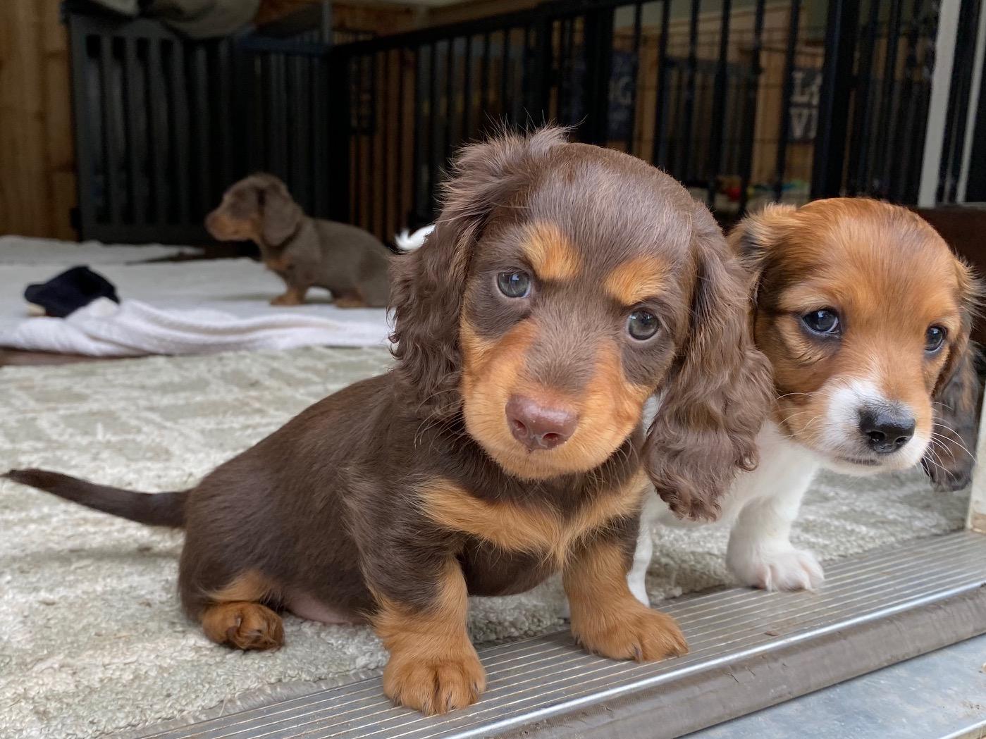 Dachshund Healthy And Adorable Beautiful Dachshund Puppies For