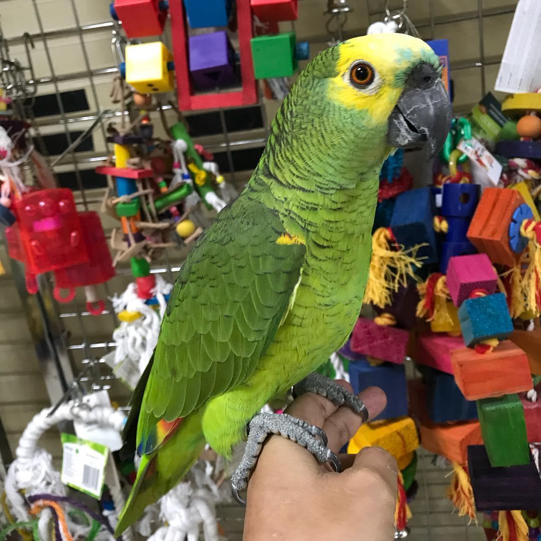 parrots for adoption