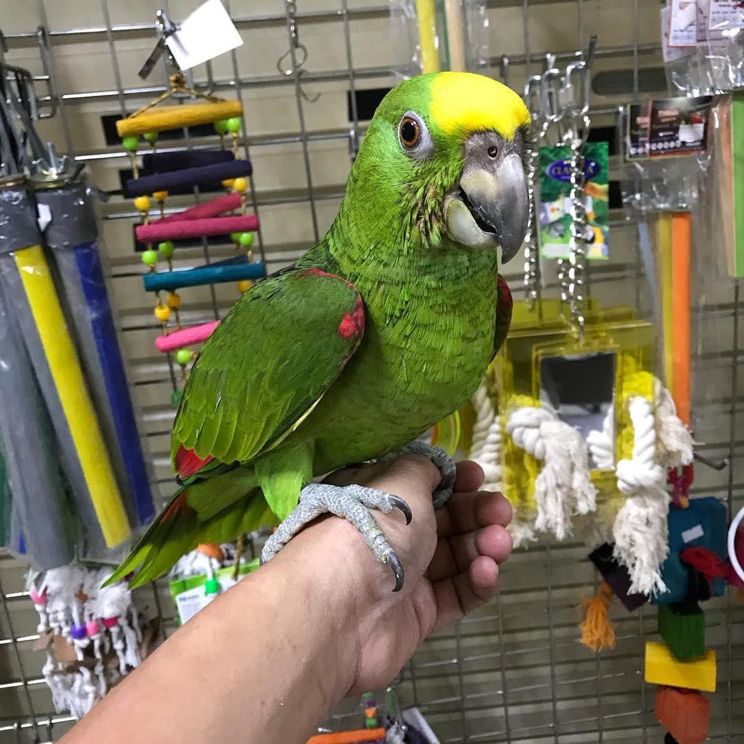 Amazon Parrot Double Yellow Headed Amazon Parrots For Sale Birds For