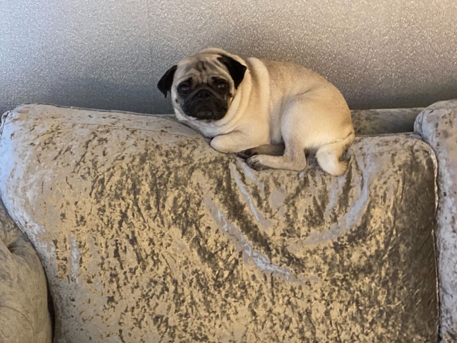 Pug, Male Pug For Sale, Dogs, for Sale, Price