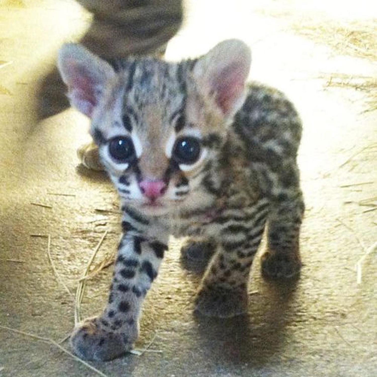 Ocelots For Sale, Exotic animals, for Sale, Price
