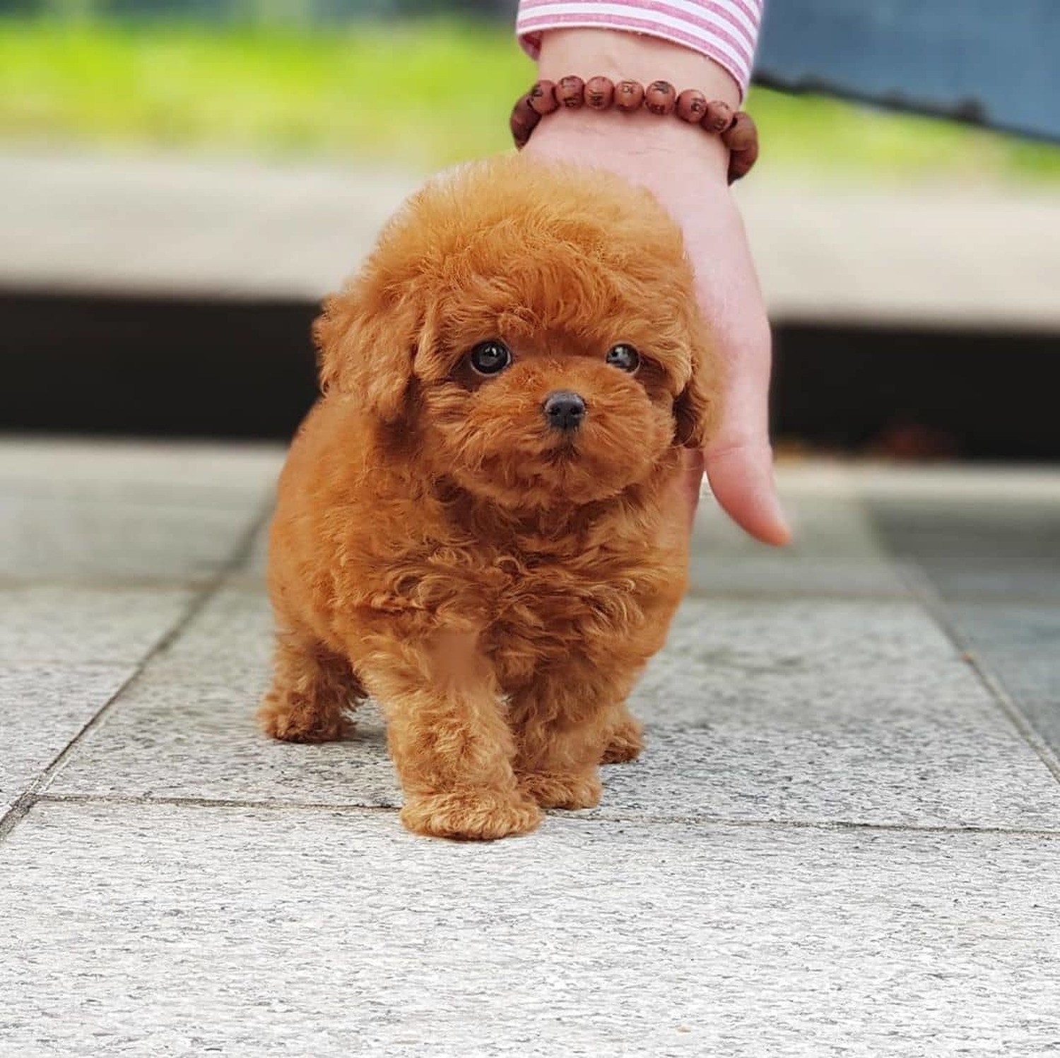 Poodle, AKC Toy/Teacup Poodle Puppies, Dogs, for Sale, Price